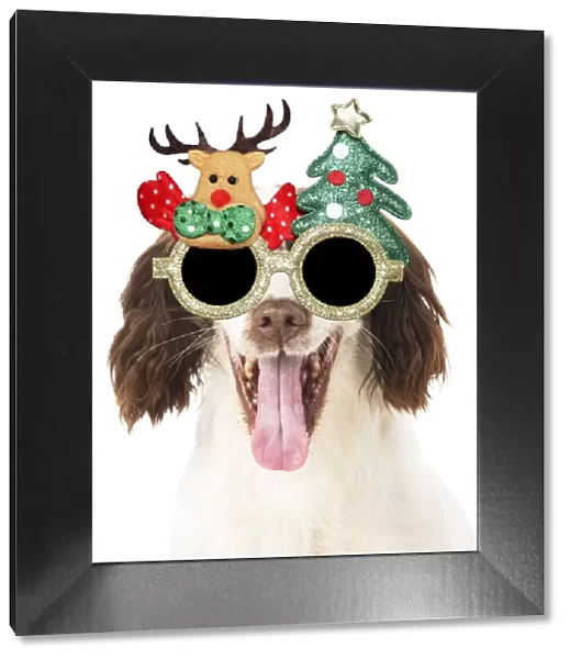 13131292. DOG. Springer Spaniel wearing Christmas glasses Date