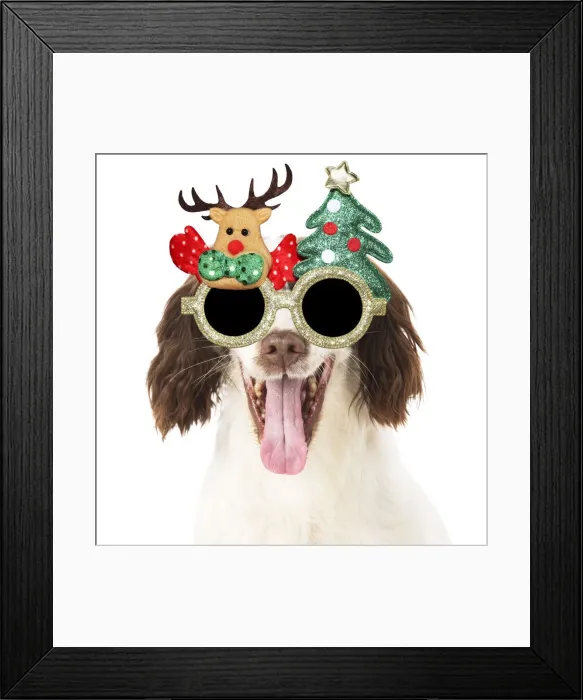 Framed Print : 13131292. DOG. Springer Spaniel wearing Christmas glasses Date Framed Print : 13131292. DOG. Springer Spaniel wearing Christmas glasses Date