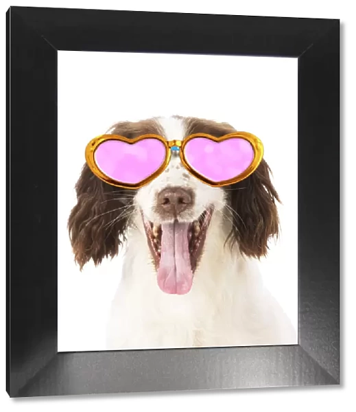 13131293. DOG. Springer Spaniel wearing glasses Date