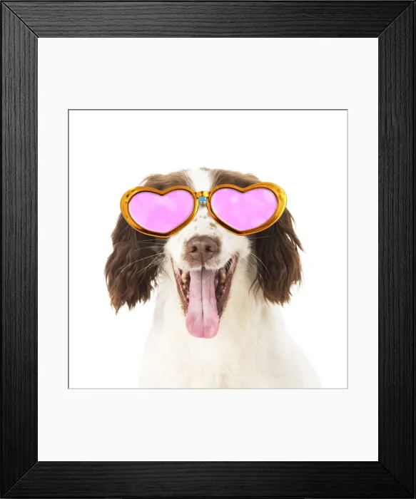 Framed Print : 13131293. DOG. Springer Spaniel wearing glasses Date Framed Print : 13131293. DOG. Springer Spaniel wearing glasses Date