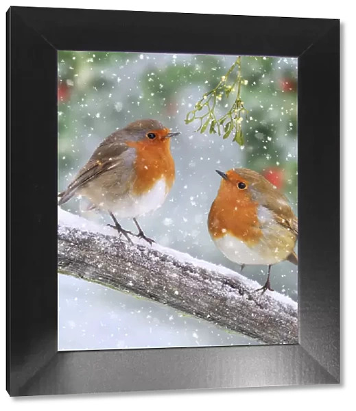 13131295. Robins, on branch in winter snow Date