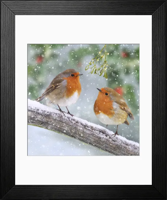 Framed Print : 13131295. Robins, on branch in winter snow Date Framed Print : 13131295. Robins, on branch in winter snow Date