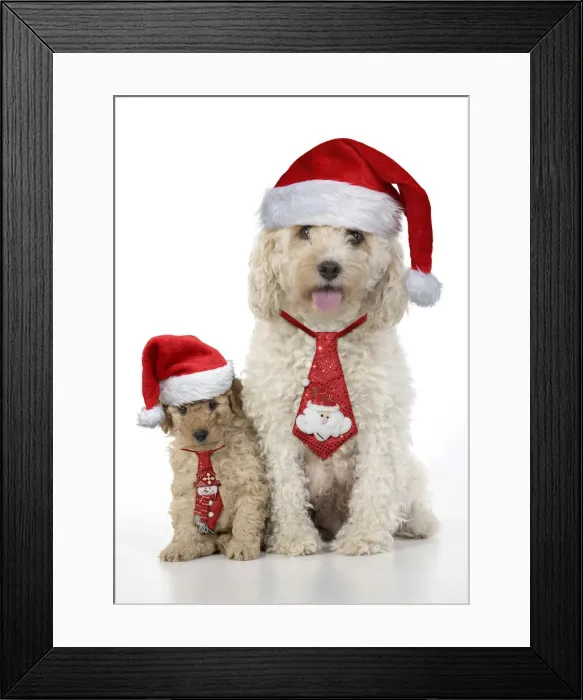 Framed Print : 13131296. DOG. Cavapoo, adult and 6 week old puppy, studio Date Framed Print : 13131296. DOG. Cavapoo, adult and 6 week old puppy, studio Date