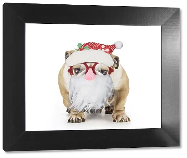 13131297. Bulldog wearing Father Christmas glasses Date