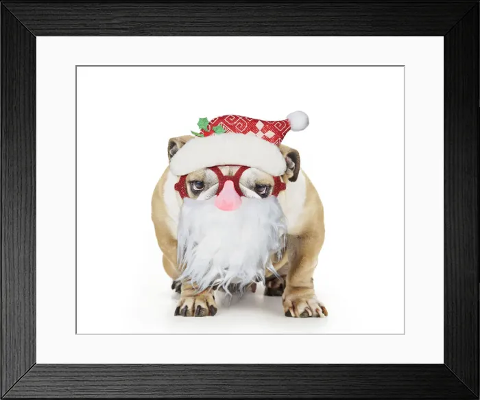 Framed Print : 13131297. Bulldog wearing Father Christmas glasses Date Framed Print : 13131297. Bulldog wearing Father Christmas glasses Date