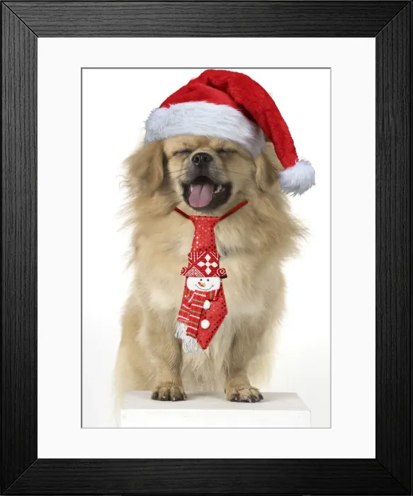 Framed Print : 13131294. DOG. Tibetan Spaniel, studio Date Framed Print : 13131294. DOG. Tibetan Spaniel, studio Date