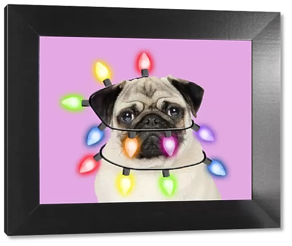 13131300. Pug Dog wrapped in christmas lights Date