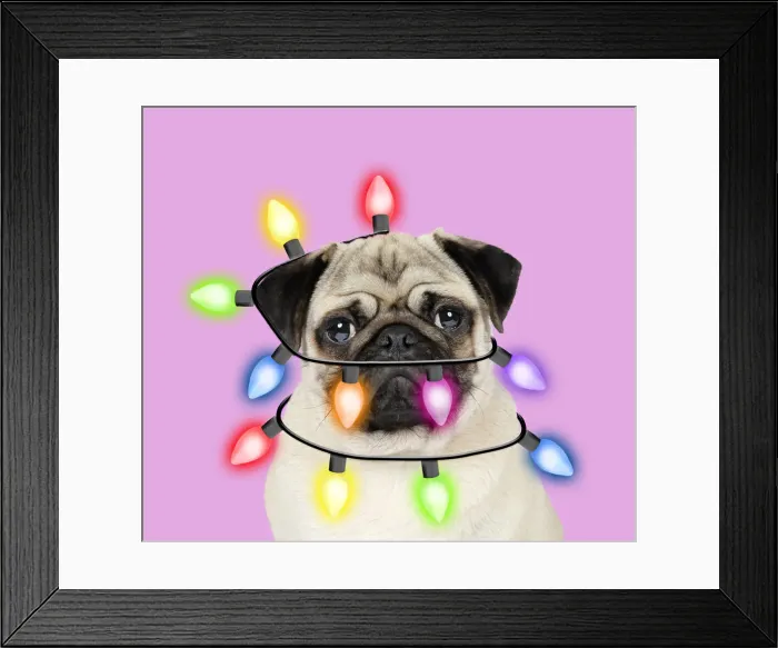 Framed Print : 13131300. Pug Dog wrapped in christmas lights Date Framed Print : 13131300. Pug Dog wrapped in christmas lights Date