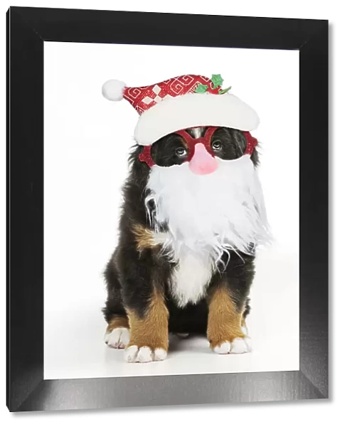 13131301. Bernese Mountain Dog puppy sitting wearing Father Christmas glasses Date