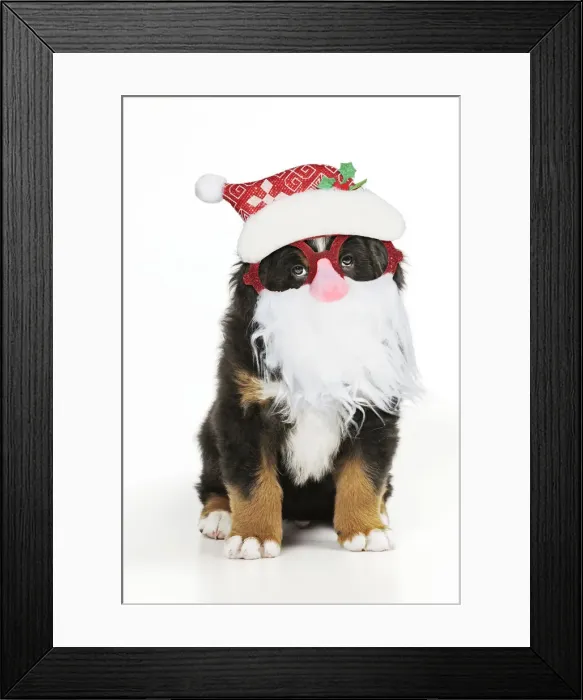 Framed Print : 13131301. Bernese Mountain Dog puppy sitting wearing Father Christmas glasses Date Framed Print : 13131301. Bernese Mountain Dog puppy sitting wearing Father Christmas glasses Date