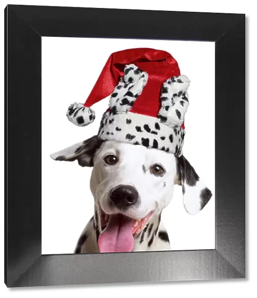 13131298. Dalmatian Dog, wearing dalmatian Christmas hat Date