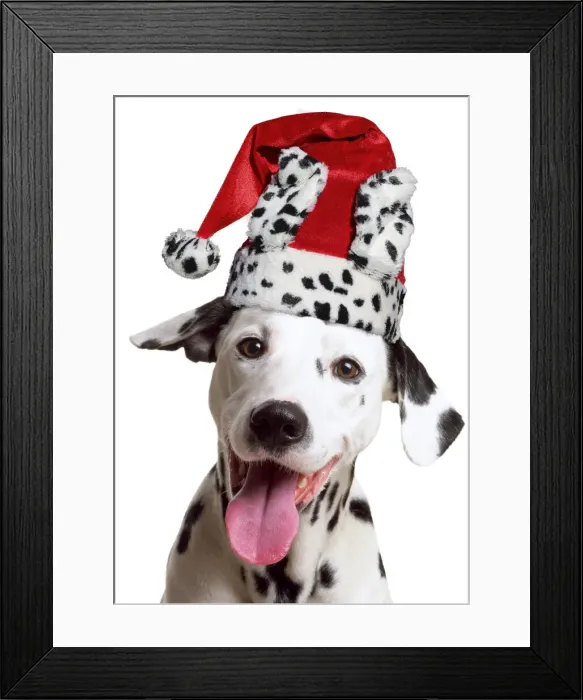 Framed Print : 13131298. Dalmatian Dog, wearing dalmatian Christmas hat Date Framed Print : 13131298. Dalmatian Dog, wearing dalmatian Christmas hat Date