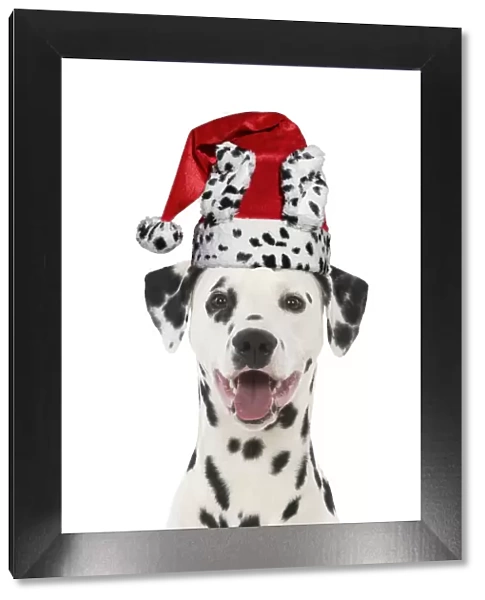13131302. Dalmatian Dog, wearing dalmatian Christmas hat Date