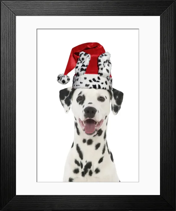 Framed Print : 13131302. Dalmatian Dog, wearing dalmatian Christmas hat Date Framed Print : 13131302. Dalmatian Dog, wearing dalmatian Christmas hat Date