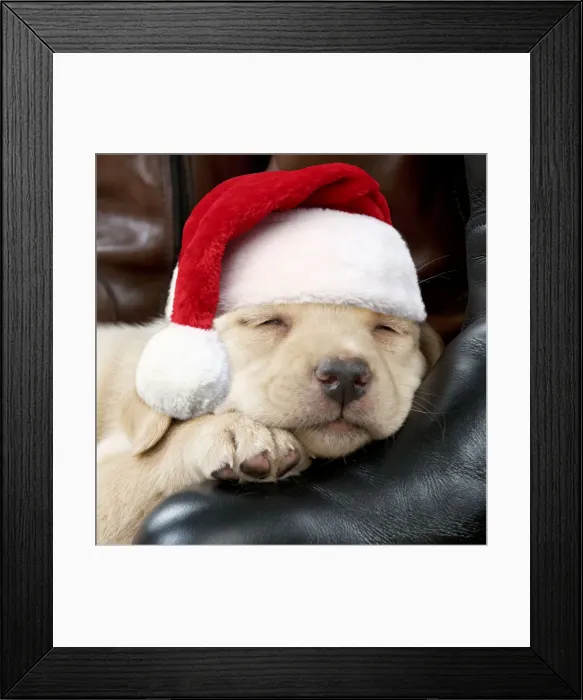 Framed Print : 13131305. Yellow Labrador Dog, puppy sleeping on riding boots Framed Print : 13131305. Yellow Labrador Dog, puppy sleeping on riding boots