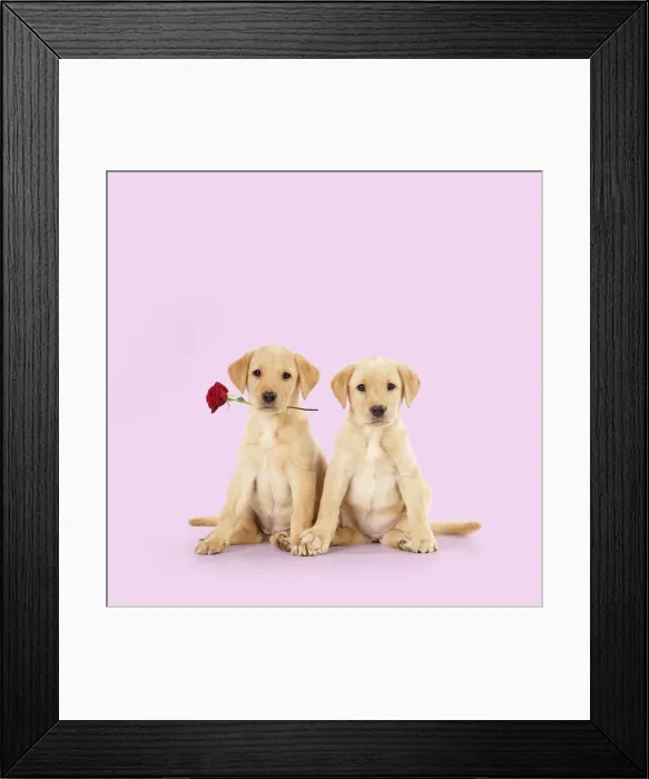 Framed Print : 13131309. Labrador Dog, puppies ( 6 weeks old ) one holding red rose Date Framed Print : 13131309. Labrador Dog, puppies ( 6 weeks old ) one holding red rose Date