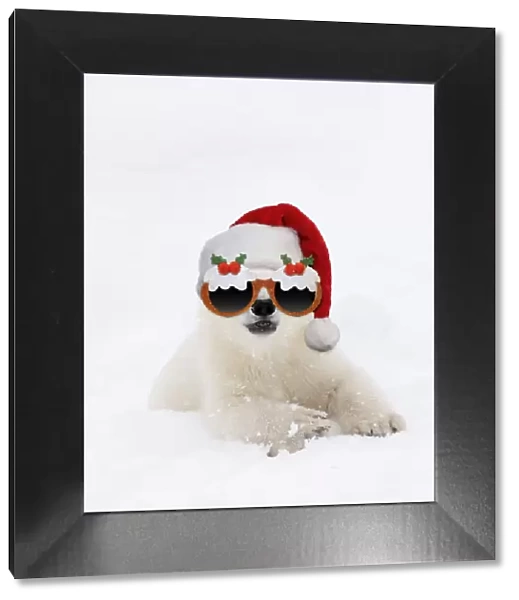 13131310. Polar Bear, 4 month old cub wearing Christmas hat and glasses in the snow Date