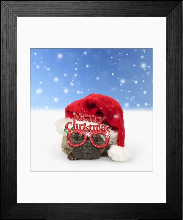 Framed Print : 13131311. DOG. French Bulldog wearing Christmas hat and glasses in winter snow scene Date Framed Print : 13131311. DOG. French Bulldog wearing Christmas hat and glasses in winter snow scene Date