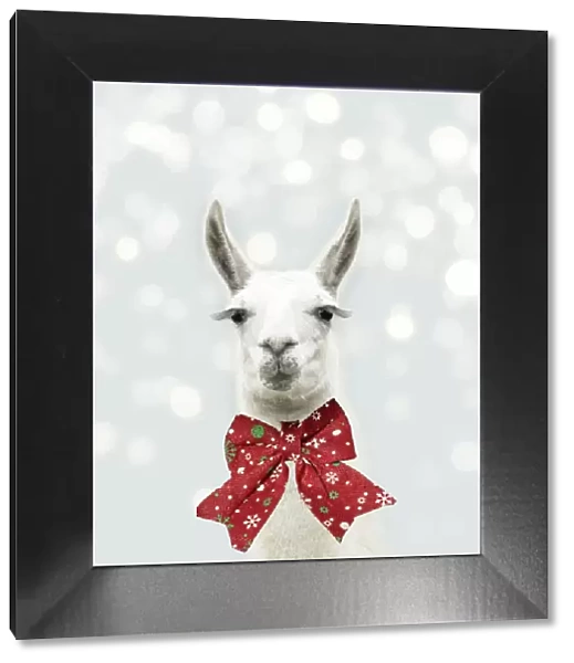 13131314. Llama with big eye lashes wearing Christmas bow Date