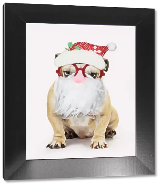 13131316. Bulldog, wearing Father Christmas glasses Date