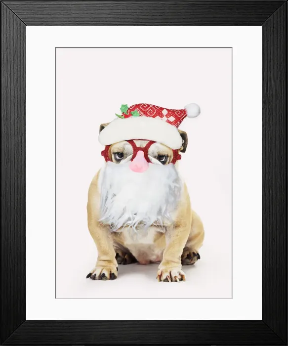 Framed Print : 13131316. Bulldog, wearing Father Christmas glasses Date Framed Print : 13131316. Bulldog, wearing Father Christmas glasses Date