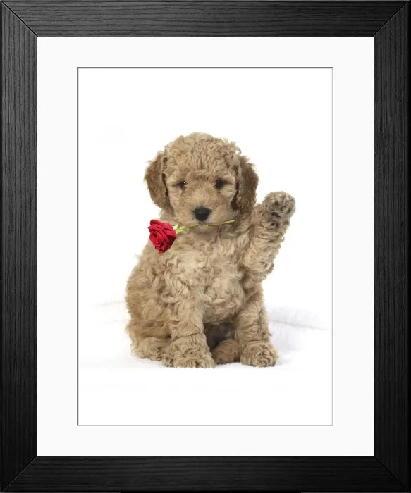 Framed Print : 13131317. DOG. Cavapoo puppy 6 weeks old, studio with paw up holding red rose Date Framed Print : 13131317. DOG. Cavapoo puppy 6 weeks old, studio with paw up holding red rose Date