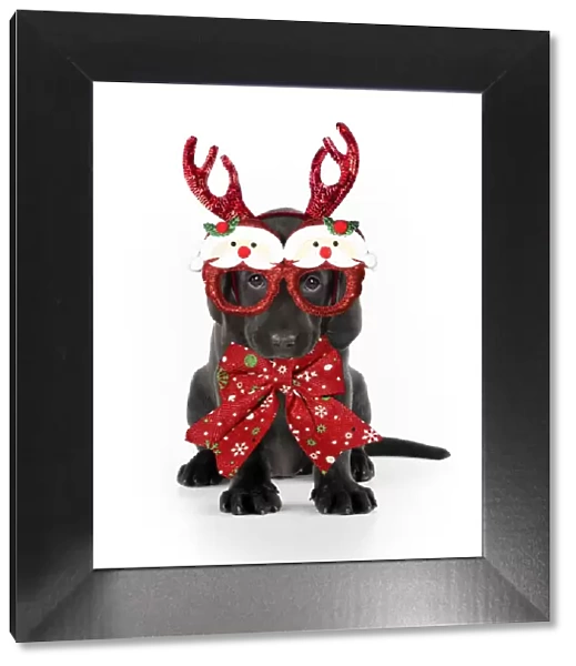 13131315. Black Labarador Dog, puppy sitting, wearing Christmas Reindeer antlers, red bow