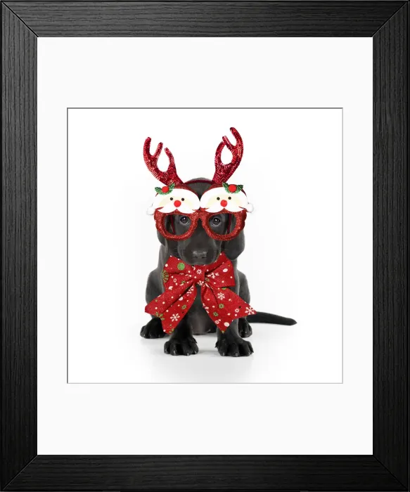 Framed Print : 13131315. Black Labarador Dog, puppy sitting, wearing Christmas Reindeer antlers, red bow Framed Print : 13131315. Black Labarador Dog, puppy sitting, wearing Christmas Reindeer antlers, red bow