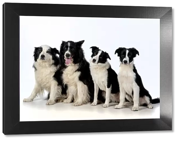 13131318. DOG. Border Collie dogs, 4 in a row, studio Date
