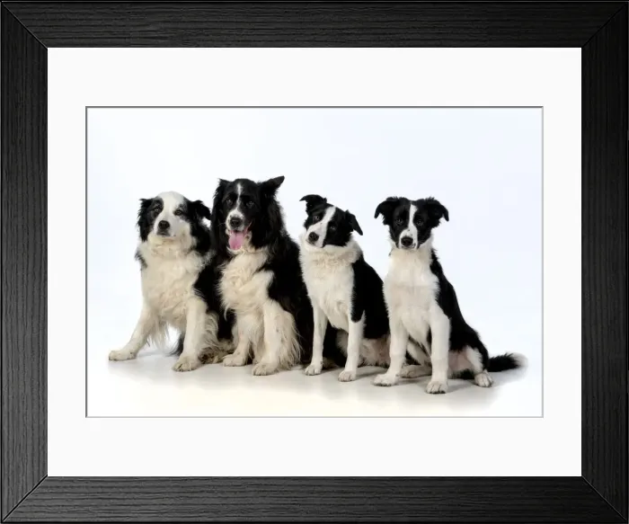 Framed Print : 13131318. DOG. Border Collie dogs, 4 in a row, studio Date Framed Print : 13131318. DOG. Border Collie dogs, 4 in a row, studio Date
