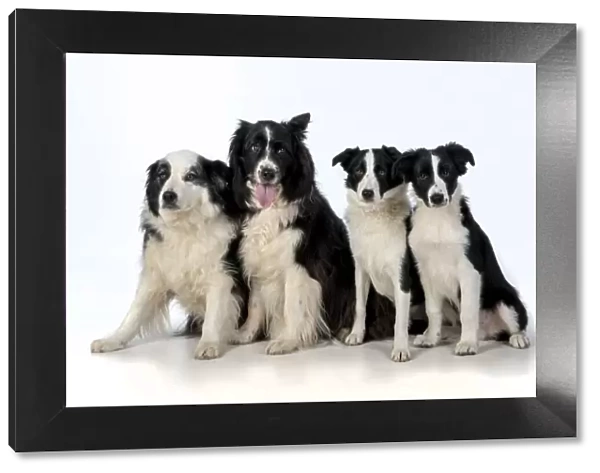 13131319. DOG. Border Collie dogs, 4 in a row, studio Date
