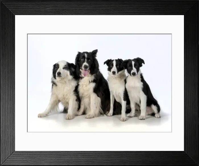 Framed Print : 13131319. DOG. Border Collie dogs, 4 in a row, studio Date Framed Print : 13131319. DOG. Border Collie dogs, 4 in a row, studio Date
