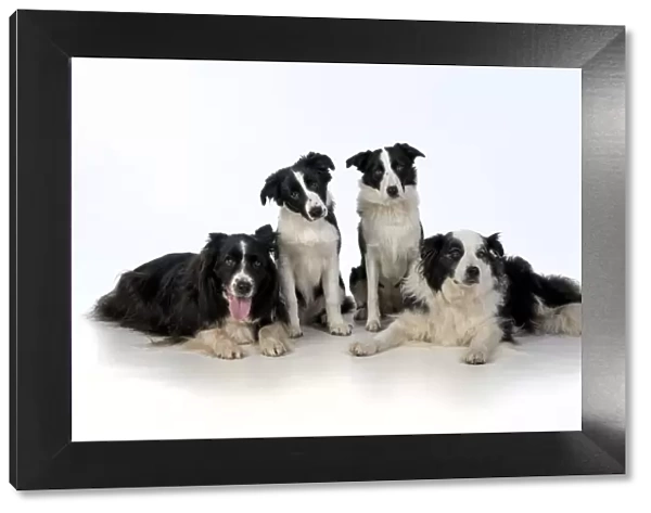 13131320. DOG. Border Collie dogs, 4 in a row, studio Date