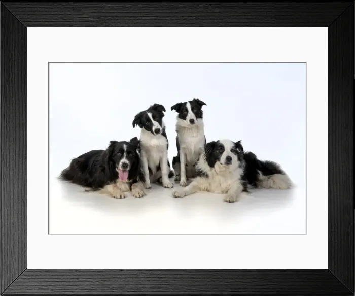 Framed Print : 13131320. DOG. Border Collie dogs, 4 in a row, studio Date Framed Print : 13131320. DOG. Border Collie dogs, 4 in a row, studio Date
