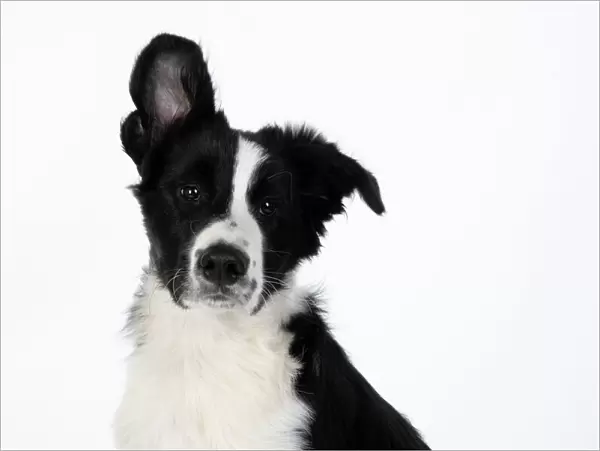 13131321. DOG. Border Collie dog, head and shoulders, ear up, studio Date