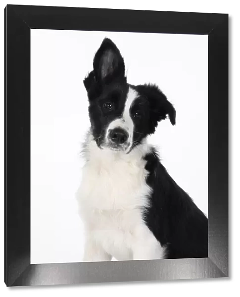 13131322. DOG. Border Collie dog, head and shoulders, ear up, studio Date