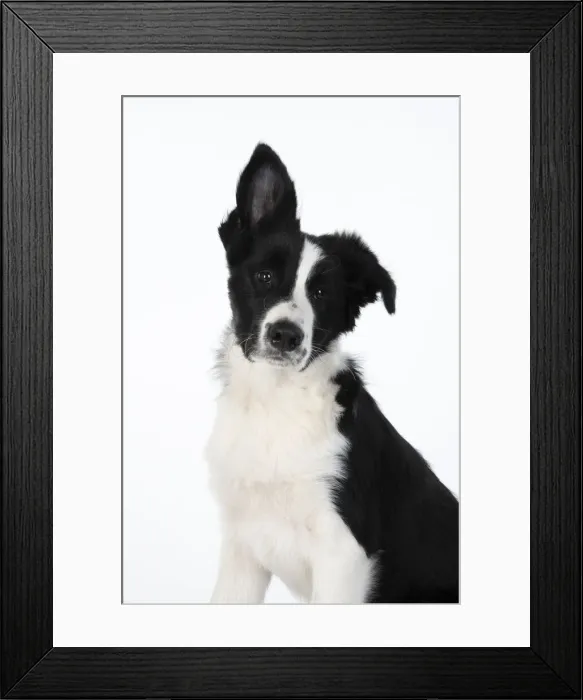 Framed Print : 13131322. DOG. Border Collie dog, head and shoulders, ear up, studio Date Framed Print : 13131322. DOG. Border Collie dog, head and shoulders, ear up, studio Date