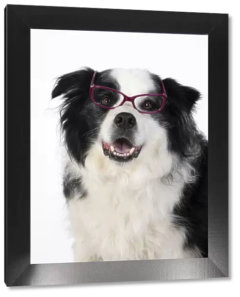 13131323. DOG. Border Collie dog, head and shoulders, wearing glasses, studio Date
