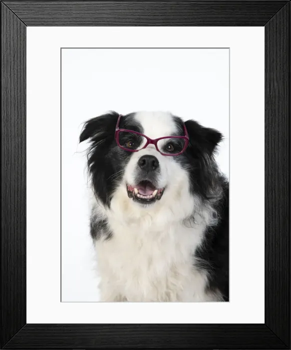 Framed Print : 13131323. DOG. Border Collie dog, head and shoulders, wearing glasses, studio Date Framed Print : 13131323. DOG. Border Collie dog, head and shoulders, wearing glasses, studio Date