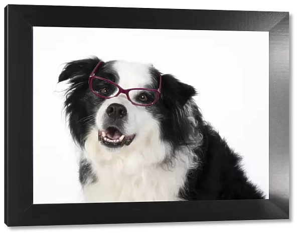 13131324. DOG. Border Collie dog, head and shoulders, wearing glasses, studio Date