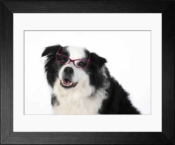 Framed Print : 13131324. DOG. Border Collie dog, head and shoulders, wearing glasses, studio Date Framed Print : 13131324. DOG. Border Collie dog, head and shoulders, wearing glasses, studio Date