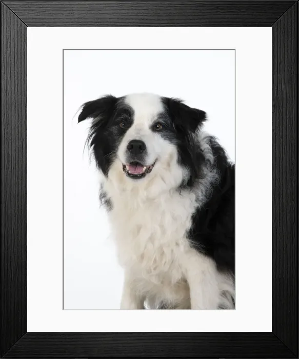 Framed Print : 13131325. DOG. Border Collie dog, head and shoulders, studio Date Framed Print : 13131325. DOG. Border Collie dog, head and shoulders, studio Date
