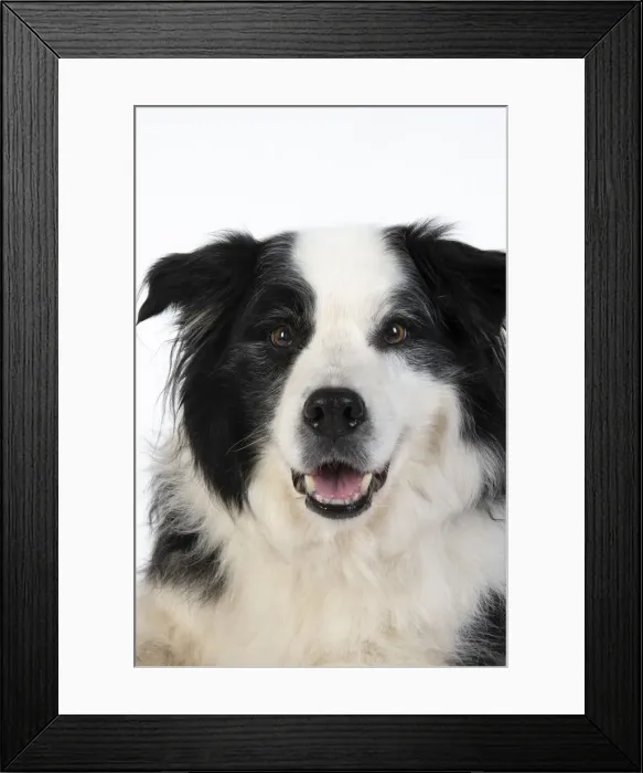 Framed Print : 13131326. DOG. Border Collie dog, head and shoulders, studio Date Framed Print : 13131326. DOG. Border Collie dog, head and shoulders, studio Date