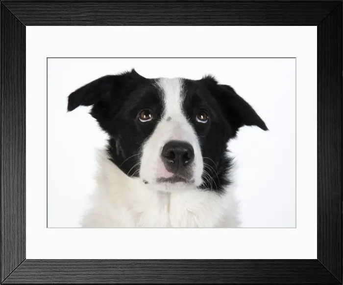 Framed Print : 13131327. DOG. Border Collie dog, head and shoulders, studio Date Framed Print : 13131327. DOG. Border Collie dog, head and shoulders, studio Date