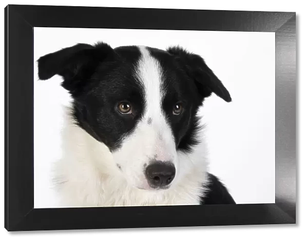 13131328. DOG. Border Collie dog, head and shoulders, studio Date