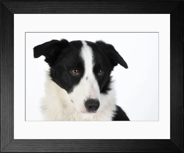 Framed Print : 13131328. DOG. Border Collie dog, head and shoulders, studio Date Framed Print : 13131328. DOG. Border Collie dog, head and shoulders, studio Date