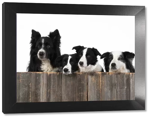13131329. DOG. Border Collie dogs, x4 over wooden fence, studio Date