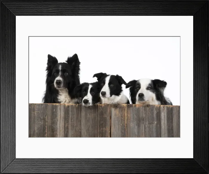 Framed Print : 13131329. DOG. Border Collie dogs, x4 over wooden fence, studio Date Framed Print : 13131329. DOG. Border Collie dogs, x4 over wooden fence, studio Date