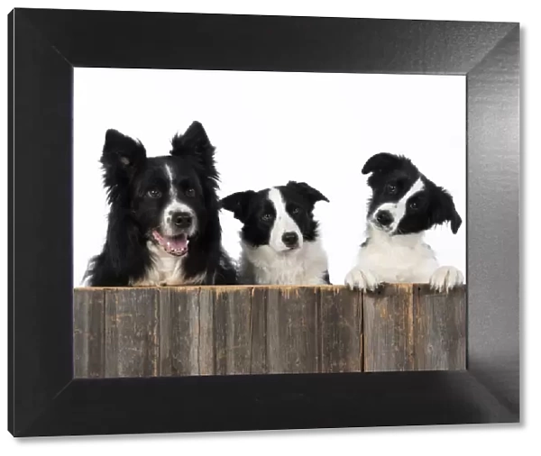 13131330. DOG. Border Collie dogs, x4 over wooden fence, studio Date