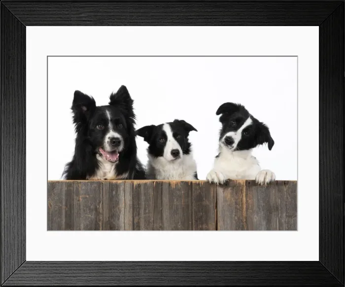 Framed Print : 13131330. DOG. Border Collie dogs, x4 over wooden fence, studio Date Framed Print : 13131330. DOG. Border Collie dogs, x4 over wooden fence, studio Date